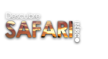 Safari ibérico